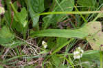 Small green wood orchid